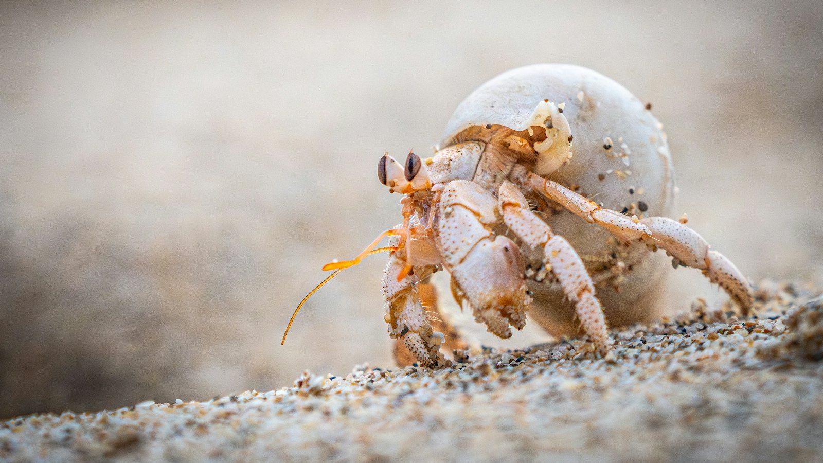 A hermit crab carrying a white shell walks across a sandy beach, orange antennae reaching forward, the beige sand behind it blurred